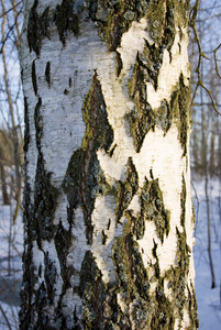 白桦树干树皮的纹理