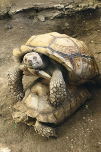 海龟夫妇在动物园里