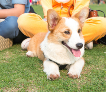 彭布罗克威尔士柯基犬图片图片