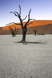 Deadvlei，纳米比亚