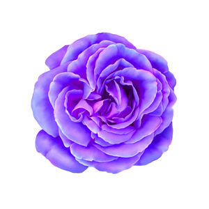 紫粉玫瑰花在白色背景上分离图片