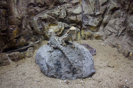 两只蜥蜴正坐在石头上