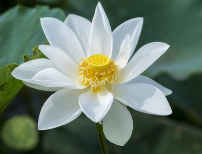 在池塘里盛开的白莲花照片