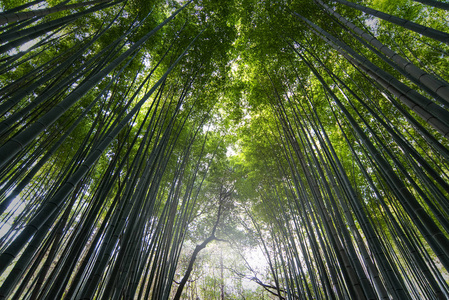 神秘的竹林里，在日本京都嵯峨野