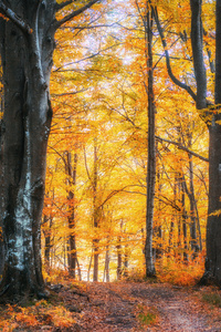 在秋天的森林道路。秋季景观