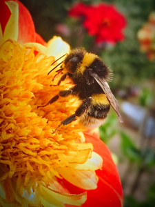 充满活力的夏天花上的蜜蜂