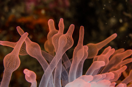 潜水印度尼西亚水下泡泡珊瑚照片