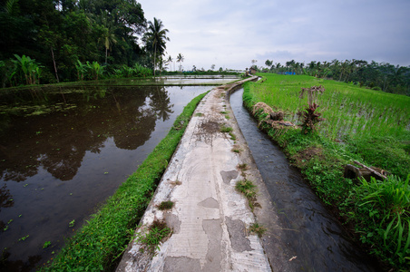 在印尼峇里岛上的露台稻田