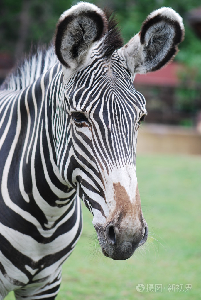 在绿色的原野斑马的头