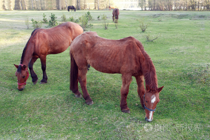牧场上的马