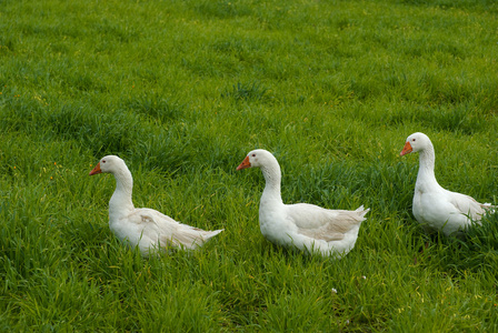 三只鹅在行背景的草地上图片