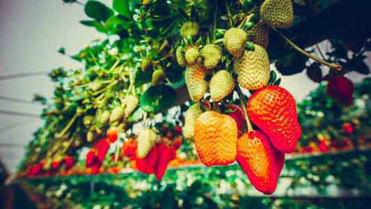 草莓种植园。美丽的红色浆果，挂在床上