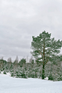 冰冻的冬季森林与雪覆盖了树