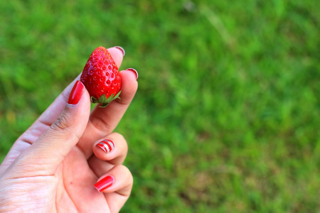 草莓在手上的花园背景