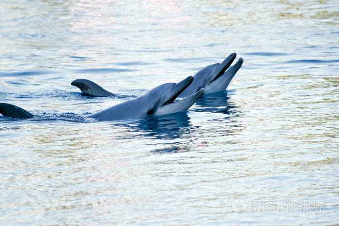 两只海豚在一起