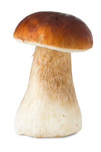 CEP, boletus, 