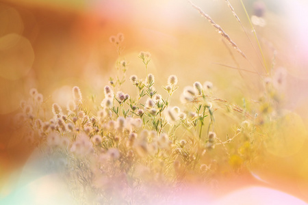 阳光明媚的草地的野花