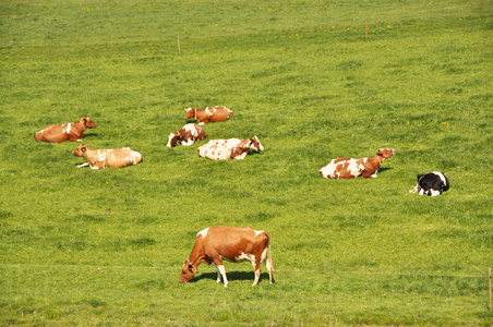 爱蒙塔尔地区放牧的奶牛