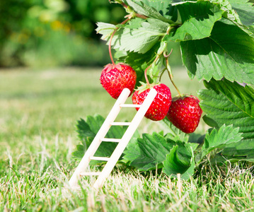 新鲜成熟的红草莓和梯子靠浆果。布什在花园里生长。一流的质量，有机食品的概念