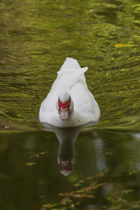 鸭湖上