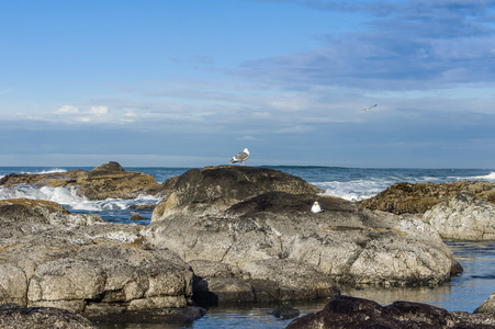 搜索潮汐地区觅食的海鸥
