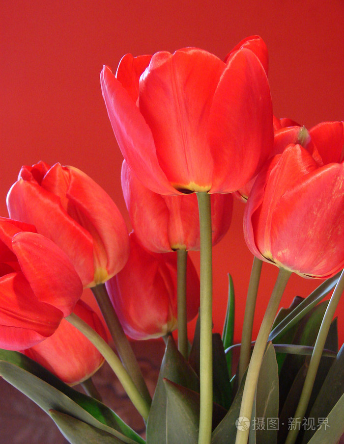 美丽的红色郁金香
