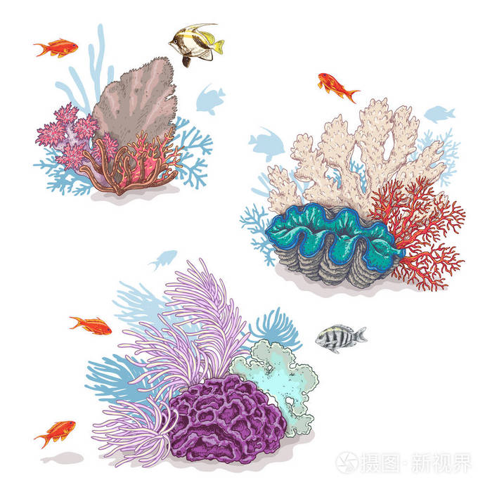 珊瑚和游泳的鱼