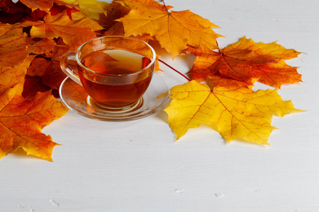 茶树叶纹理图片