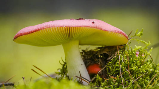 在绿色的青苔蘑菇赤褐色