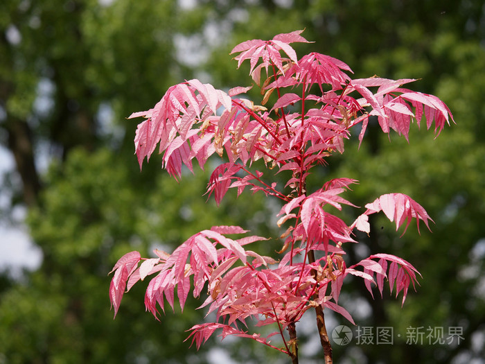 彩叶香椿火烈鸟图片