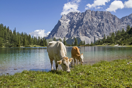 在 Seeebensee 湖牧场田园诗