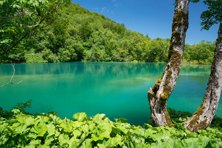 克罗地亚国家公园在夏天的十六湖