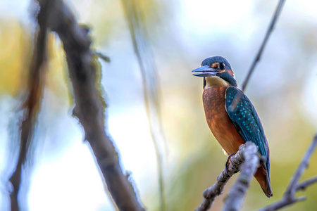 翠鸟或 Alcedo 这个栖息枝头