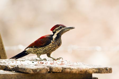 在斯里兰卡的黑色腰 Flameback psarodes 鸟