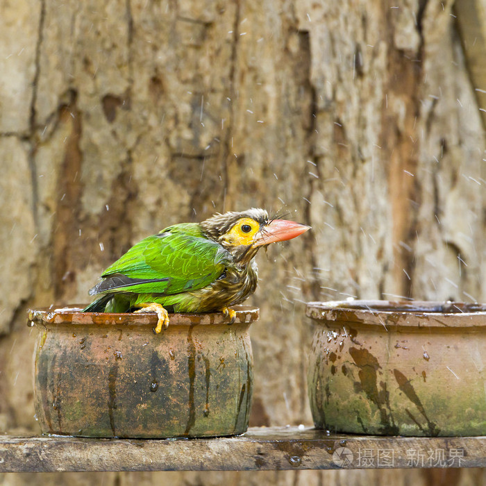 沐浴在斯里兰卡的布朗领导的五色鸟