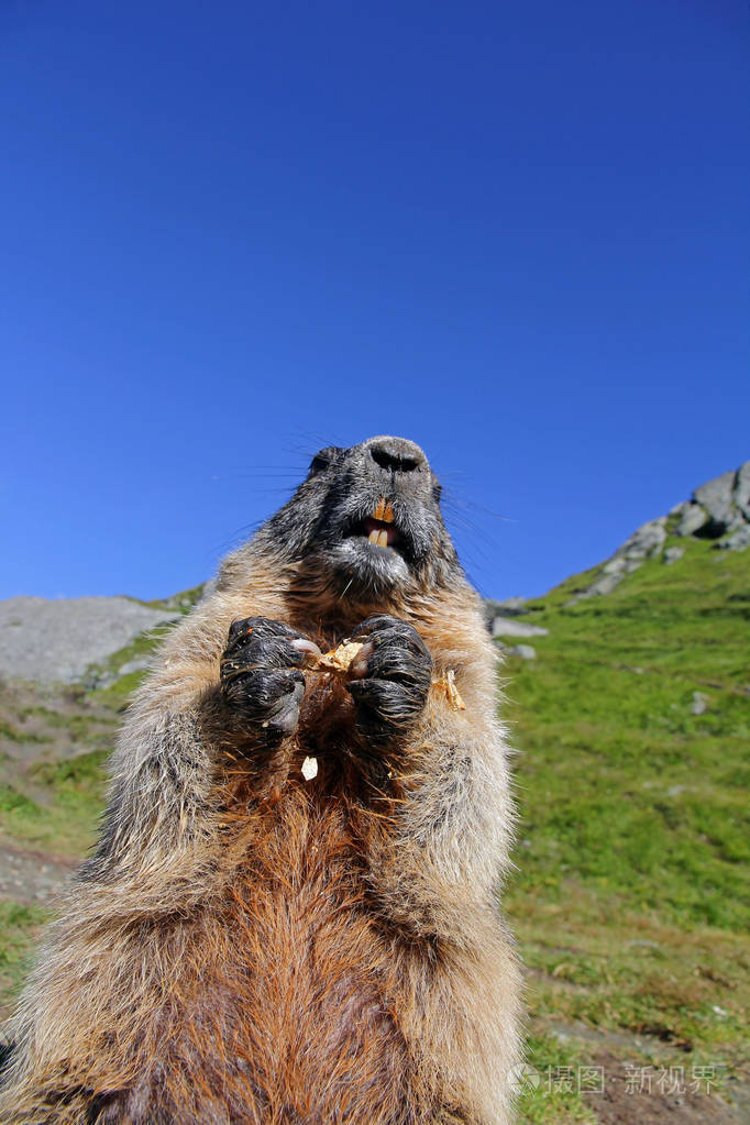 *5184px发票合同问题/查看作者其他作品查看更多>高寒山区土拨鼠高