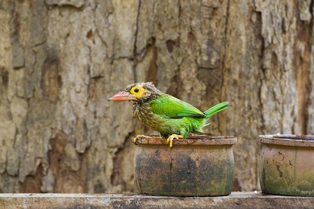 沐浴在斯里兰卡的布朗领导的五色鸟