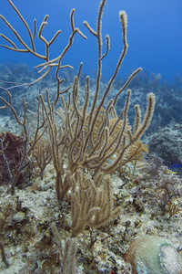 黄色珊瑚