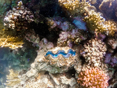 在马萨阿拉姆，埃及红海的珊瑚花园