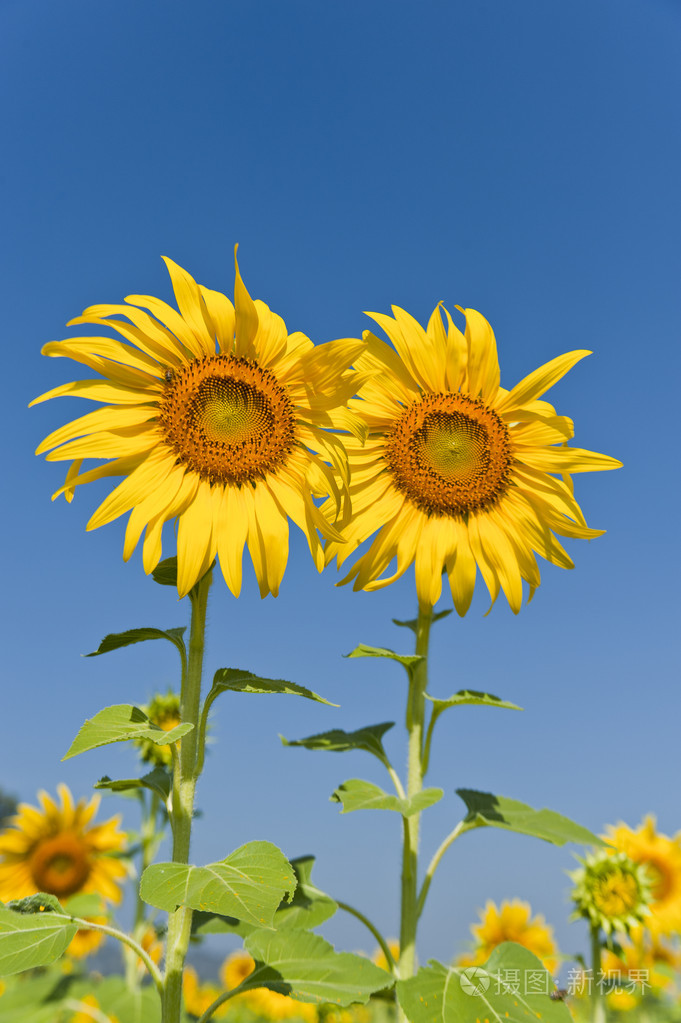 花园里的两个太阳花