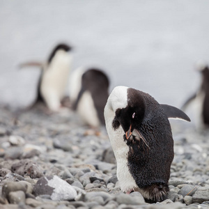 企鹅是一组水生, 不能飞的鸟类几乎完全居住在南半球, 特别是在南极洲。在群岛上漫步