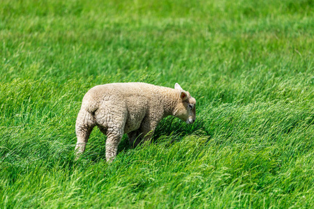 草原上的羊图片