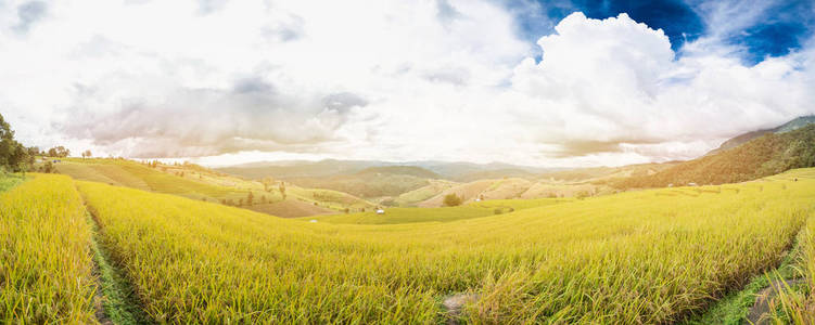 Terrest 的稻田，清迈泰国全景