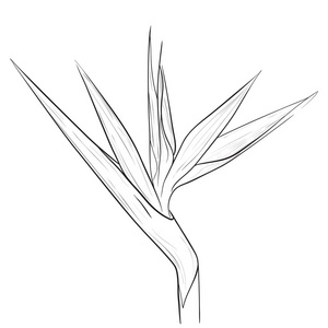 天堂鸟花中的素描样式照片