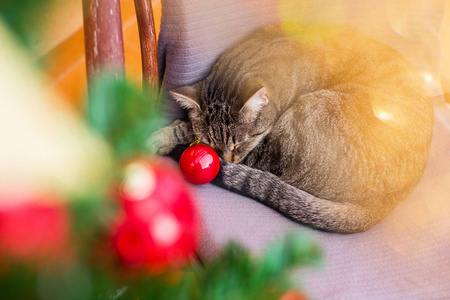 狸花猫睡觉，圣诞和新年的气氛