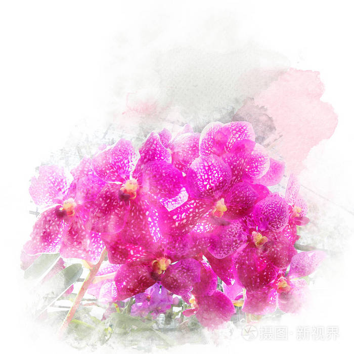 美丽的花朵兰花插图