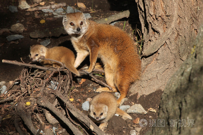 黄鼬cynictispenicillata与婴儿