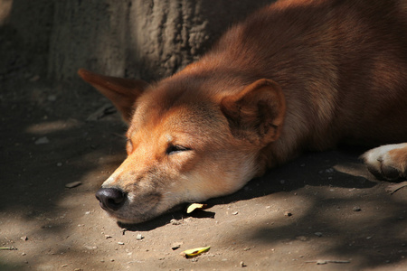 野狗犬狼疮。