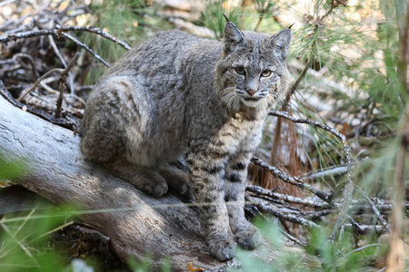 在约塞米蒂的山猫狩猎