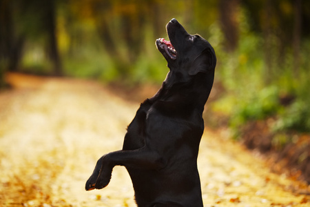 拉布拉多犬并站在它的后腿